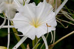 Spring spiderlily